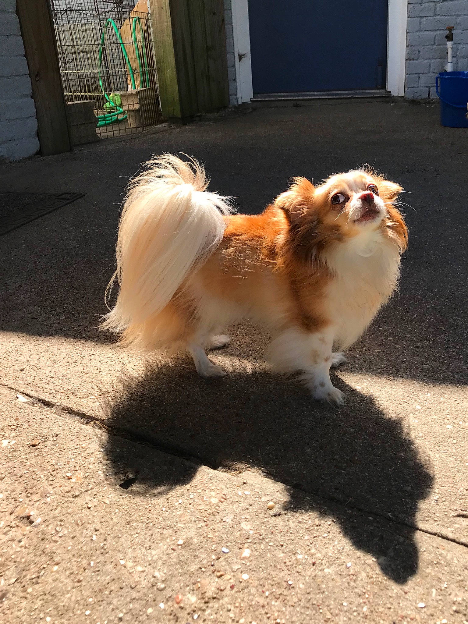 Stampi is registered to the contest to win money with this photo: canidae, carnivore, companion_dog, dog, dog_breed, fawn, japanese_chin, mammal, pomeranian, sporting_group, tail, tibetan_spaniel, toy_dog, vertebrate