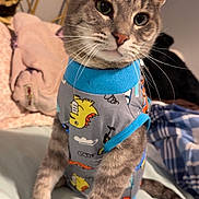Wilbur is registered to the contest to win money with this photo: animal, bed, blanket, cat, clothing, cozy, curious, cute, domestic, ears, feline, gray, indoor, paws, pet, shirt, soft_lighting, tabby, tail, whiskers