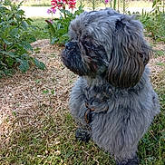 Tobby a rejoint le concours — aidez-le/la à gagner de superbes lots ! animal, calm, cute, daylight, dog, flowers, fluffy, fur, garden, grass, gray, greenery, nature, outdoor, pet, plants, profile, shrubbery, sitting, small_dog