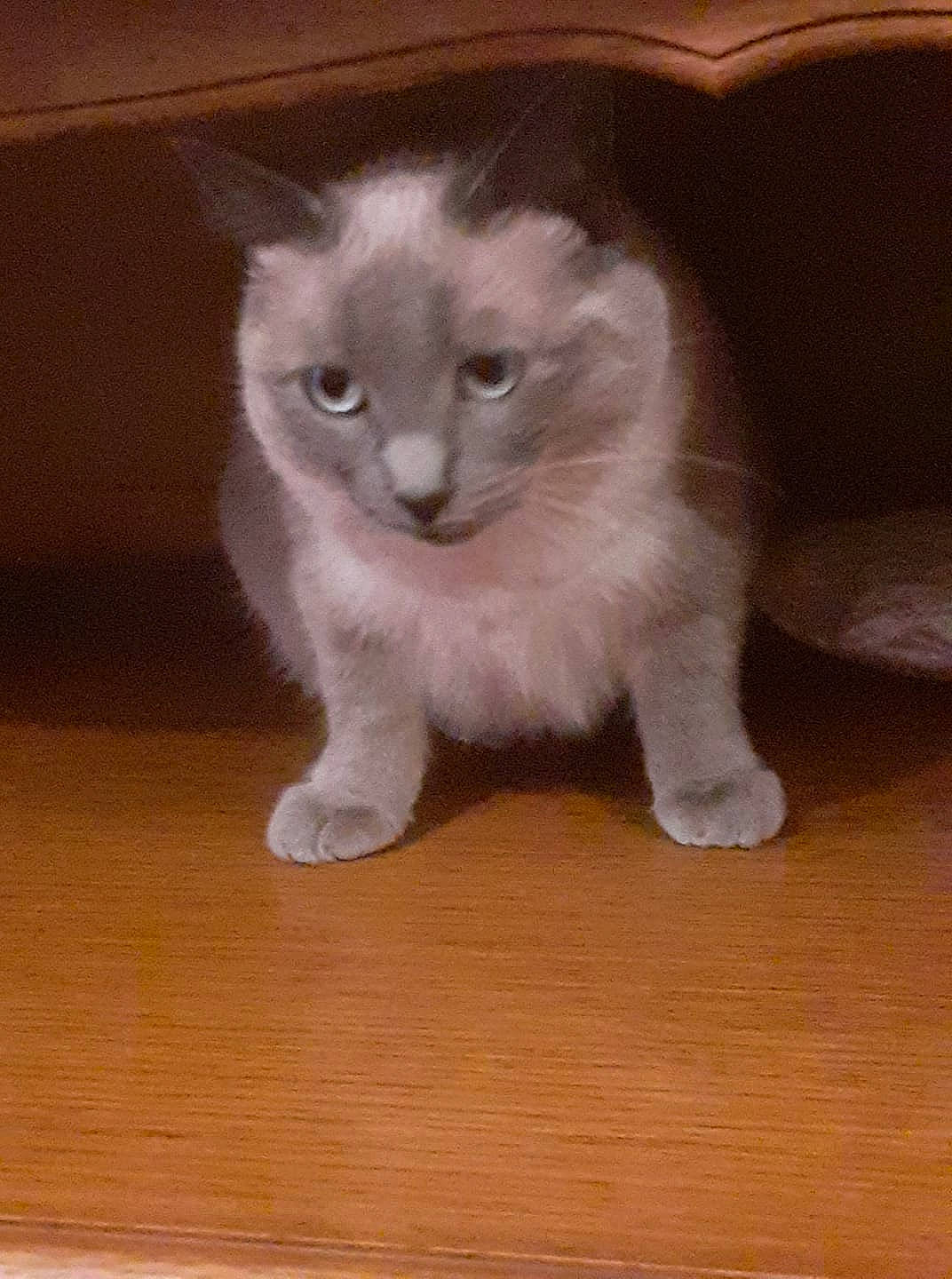 Minouchette participe au concours pour gagner de l'argent avec cette photo : american_curl, asian, asian_semi_longhair, british_semi_longhair, burmilla, carnivore, cat, domestic_short_haired_cat, eye, fawn, felidae, iris, kitten, mammal, munchkin, polydactyl_cat, ragdoll, small_to_medium_sized_cats, vertebrate, whiskers