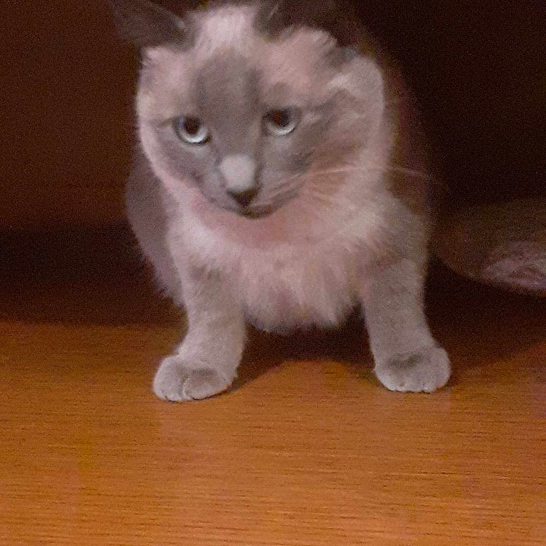 Minouchette