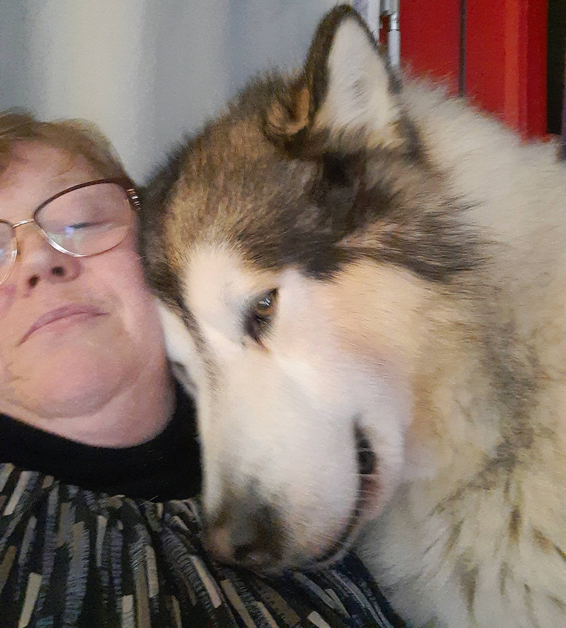 Laiko participe au concours pour gagner de l'argent avec cette photo : canidae, carnivore, companion_dog, dog, dog_breed, eyewear, fawn, fur, glasses, happy, jaw, siberian_husky, sled_dog, snout, sporting_group, terrestrial_animal, vision_care, whiskers, working_animal, working_dog