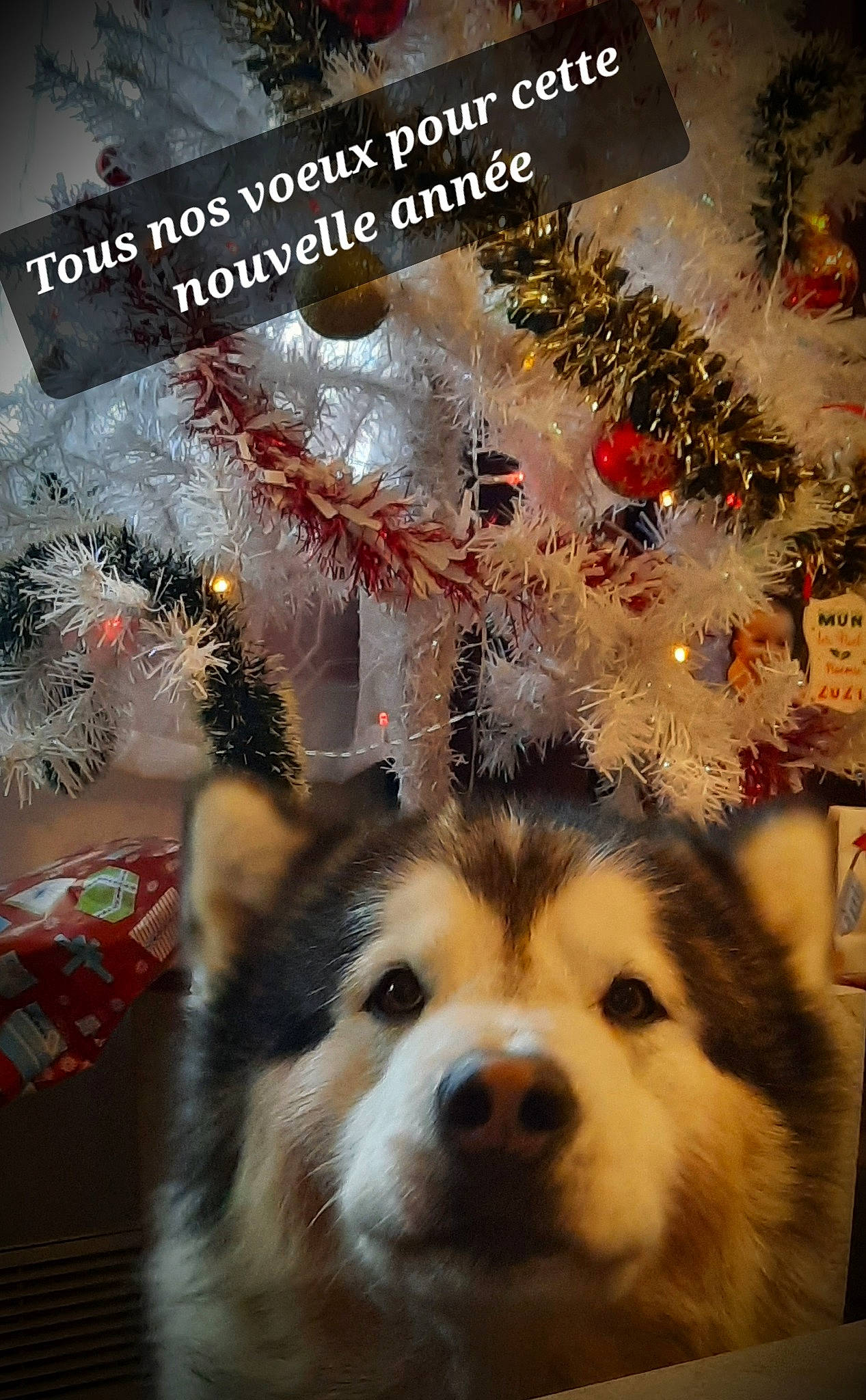 Laiko a rejoint le concours — aidez-le/la à gagner de superbes lots ! carnivore, christmas, christmas_decoration, christmas_eve, christmas_ornament, christmas_tree, companion_dog, dog, dog_breed, event, fawn, herding_dog, holiday, holiday_ornament, light, ornament, plant, snout, sporting_group, whiskers