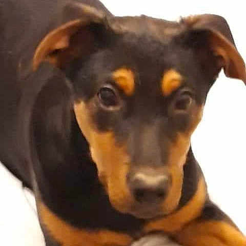 Olympia a rejoint le concours — aidez-le/la à gagner de superbes lots ! black_and_tan_terrier, canidae, carnivore, dobermann, dog, dog_breed, german_pinscher, guard_dog, huntaway, mammal, manchester_terrier, miniature_pinscher, pinscher, puppy, rare_breed_dog, snout, toy_dog, toy_manchester_terrier, vertebrate, working_dog