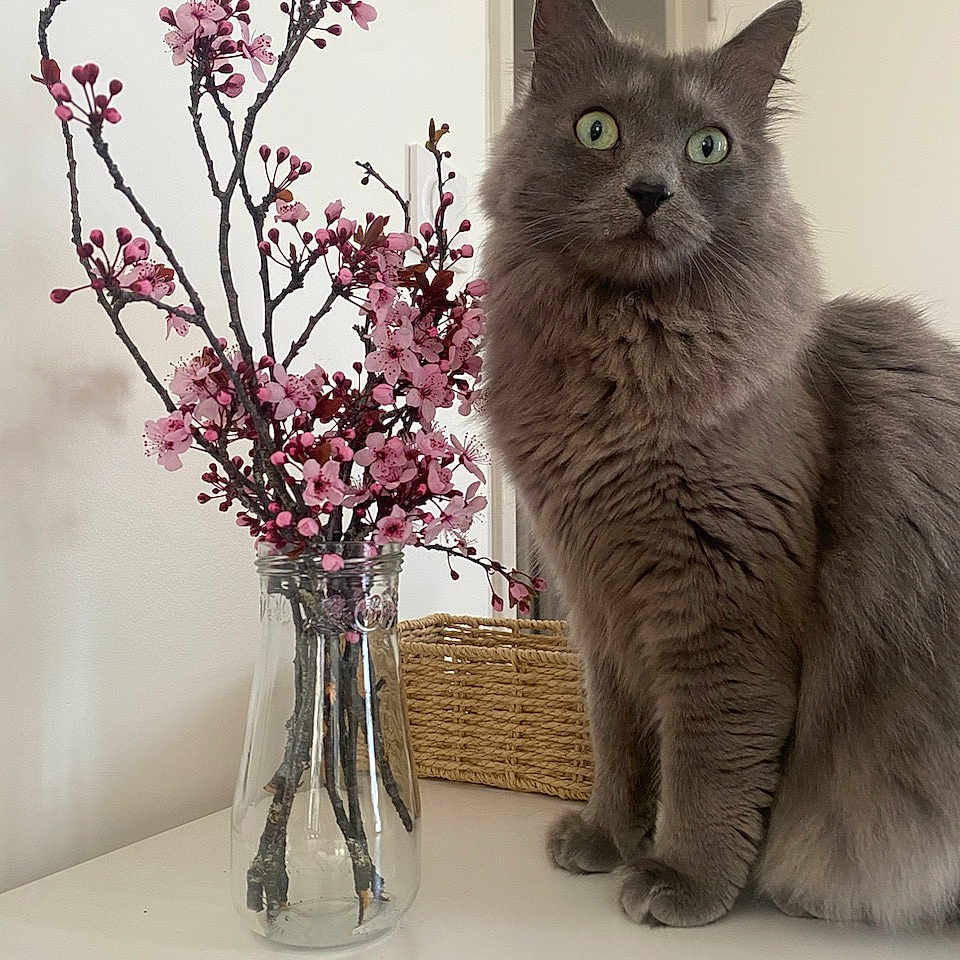 Gribouille a rejoint le concours — aidez-le/la à gagner de superbes lots ! angora, animal, cat, cherryblossom, flower, flowerarrangement, flowerbouquet, furniture, geranium, ikebana, jar, kitten, pet, petal, plant, pottedplant, pottery, purple, table, vase