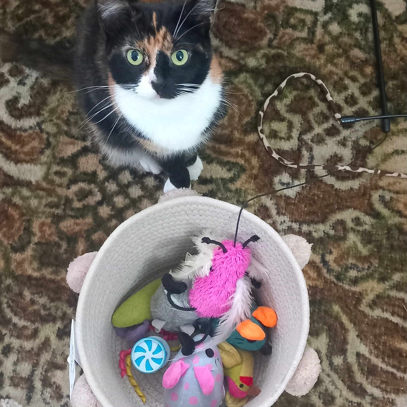 Bobbi joined the competition — help win amazing prizes! accessories, animal, basket, bowl, bucket, cat, cream, dessert, food, furniture, homedecor, icing, kitten, linen, manx, pet, plush, purple, sweets, toy