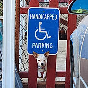Gizmo joined the competition — help win amazing prizes! dog, small_dog, fence, wooden_fence, handicapped_sign, parking_sign, blue_sign, red_paint, peeking_dog, outdoor, concrete, car, vehicle, chainlink_fence, collar, pet, animal, daylight, curious, cute