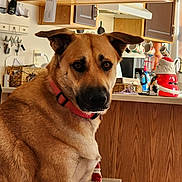 Bobbie Joe is registered to the contest to win money with this photo: dog, indoor, kitchen, brown_dog, collar, wooden_cabinets, calendar, mugs, countertop, santa_decoration, pet, animal, looking, furniture, home, household_items, table, wall, domestic, portrait