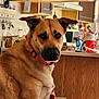 dog, indoor, kitchen, brown_dog, collar, wooden_cabinets, calendar, mugs, countertop, santa_decoration, pet, animal, looking, furniture, home, household_items, table, wall, domestic, portrait