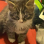 Bella is registered to the contest to win money with this photo: animal, cat, closeup, cozy, curious, cute, domestic, fur, furniture, household_items, indoor, kitten, paws, pet, red_surface, small, tabby, whiskers, white_paws, young