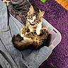 animal, black_cloth, cat, clothes, cozy, curious, curled_up, cute, denim, domestic, fur, indoor, kitten, pet, plastic_container, purple_collar, purple_rug, tabby, white_paws, wooden_floor