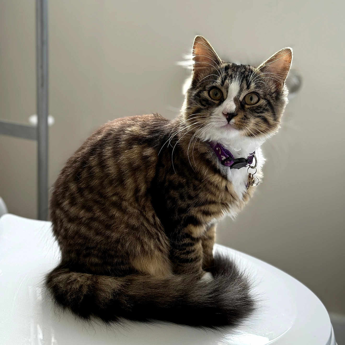 Bella joined the competition — help win amazing prizes! alert, animal, cat, closeup, collar, curious, cute, domestic_cat, ears, feline, fur, indoor, pet, portrait, purple_collar, sitting, tabby, tail, whiskers, white_surface