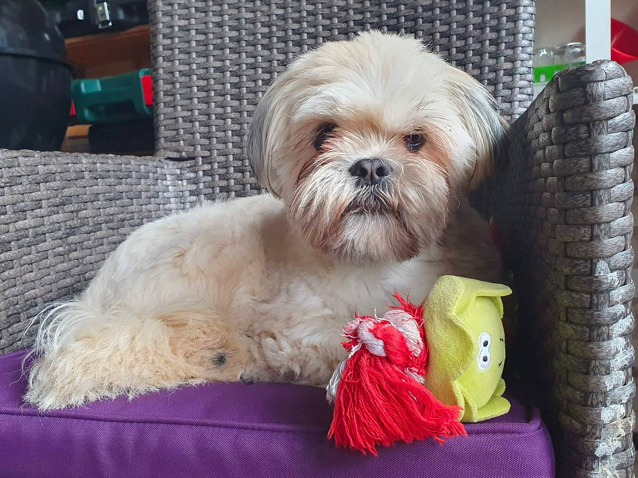 Rosie is registered to the contest to win money with this photo: bag, canidae, carnivore, companion_dog, dog, dog_breed, dog_supply, fawn, fur, liver, luggage_and_bags, pet_supply, shih_poo, shih_tzu, small_terrier, snout, sporting_group, terrier, toy_dog, working_animal