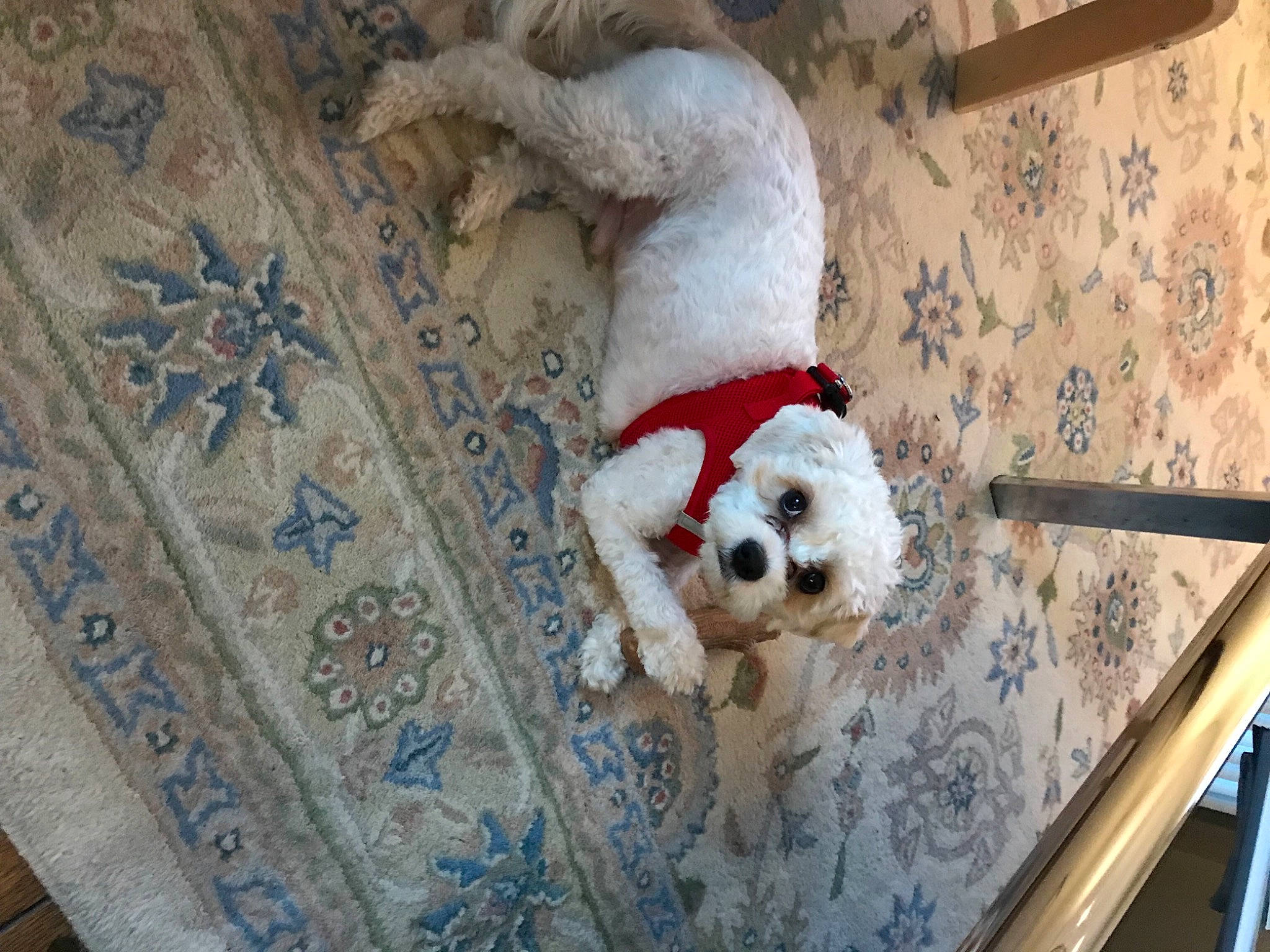 Cody is registered to the contest to win money with this photo: carnivore, comfort, companion_dog, couch, dog, dog_breed, dog_supply, fawn, floor, flooring, fur, linens, pattern, pet_supply, poodle, snout, tail, toy_dog, wood, working_animal