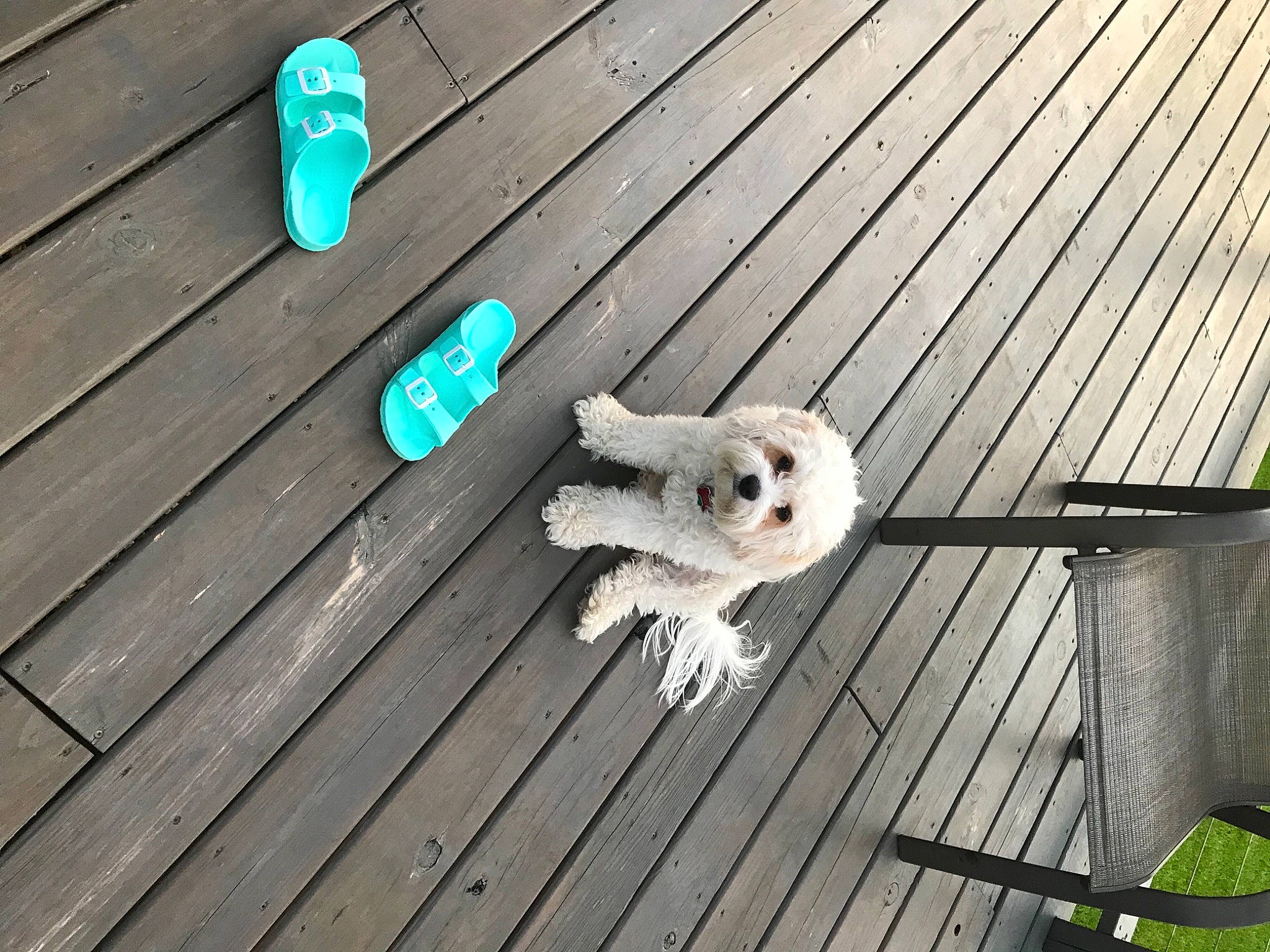 Cody joined the competition — help win amazing prizes! carnivore, chair, companion_dog, deck, dog, dog_breed, fawn, felidae, flooring, foot, fur, hardwood, outdoor_furniture, paw, small_to_medium_sized_cats, tail, toy_dog, whiskers, wood, wood_stain