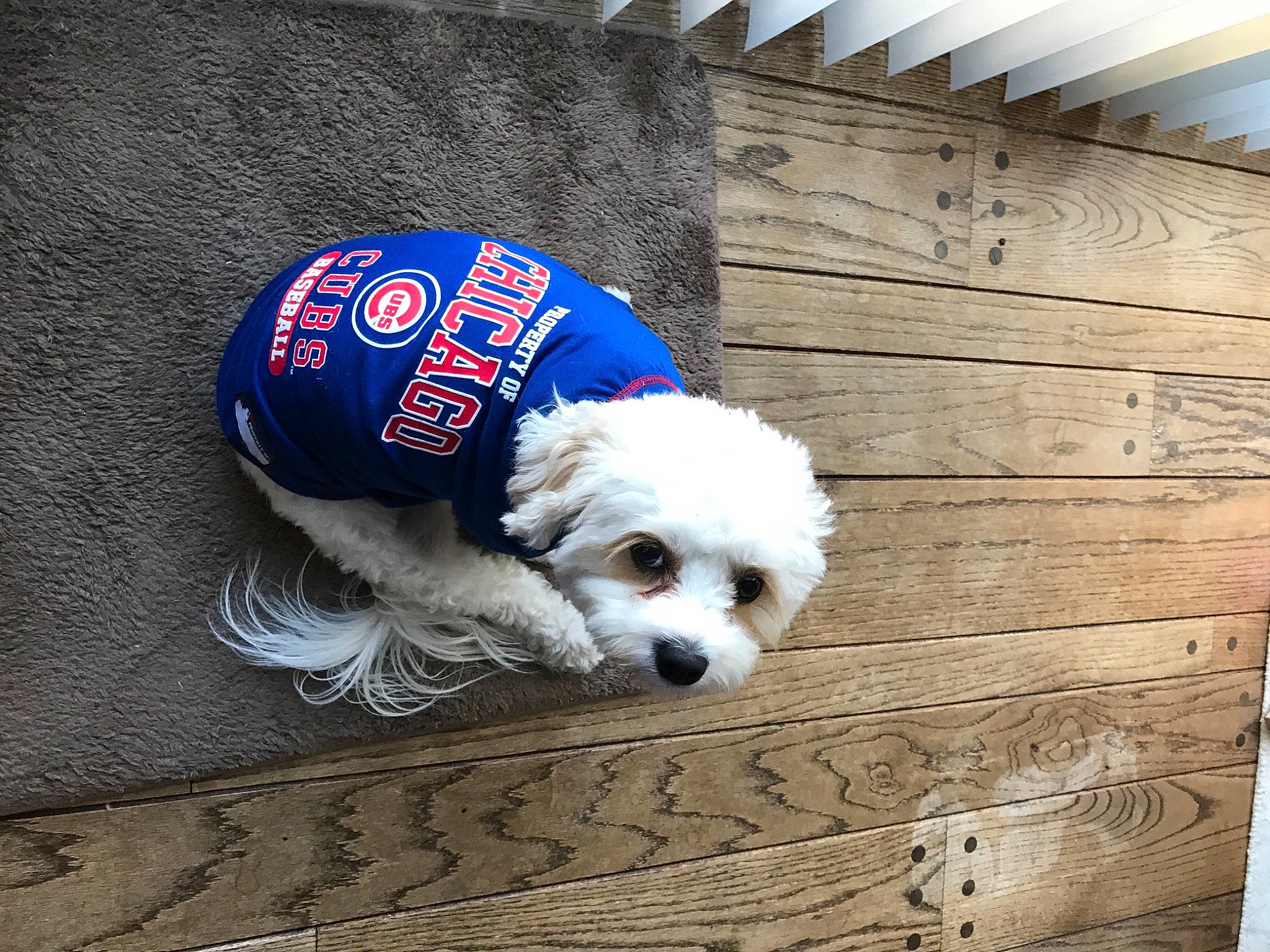 Cody is registered to the contest to win money with this photo: canidae, carnivore, companion_dog, dog, dog_breed, dog_clothes, dog_collar, dog_supply, electric_blue, flooring, fur, hardwood, pet_supply, rectangle, snout, sporting_group, terrier, toy_dog, wood, working_animal