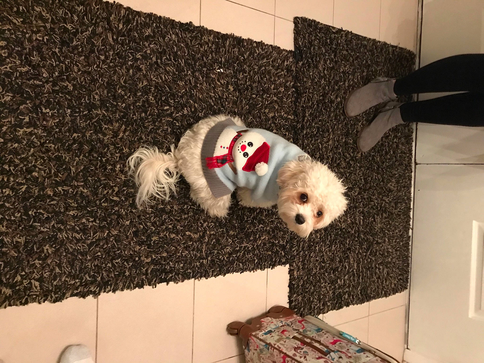 Cody joined the competition — help win amazing prizes! canidae, carmine, carnivore, companion_dog, couch, dog, dog_breed, dog_clothes, dog_supply, fawn, floor, flooring, fur, pet_supply, poodle, sporting_group, stuffed_toy, tail, toy, toy_dog