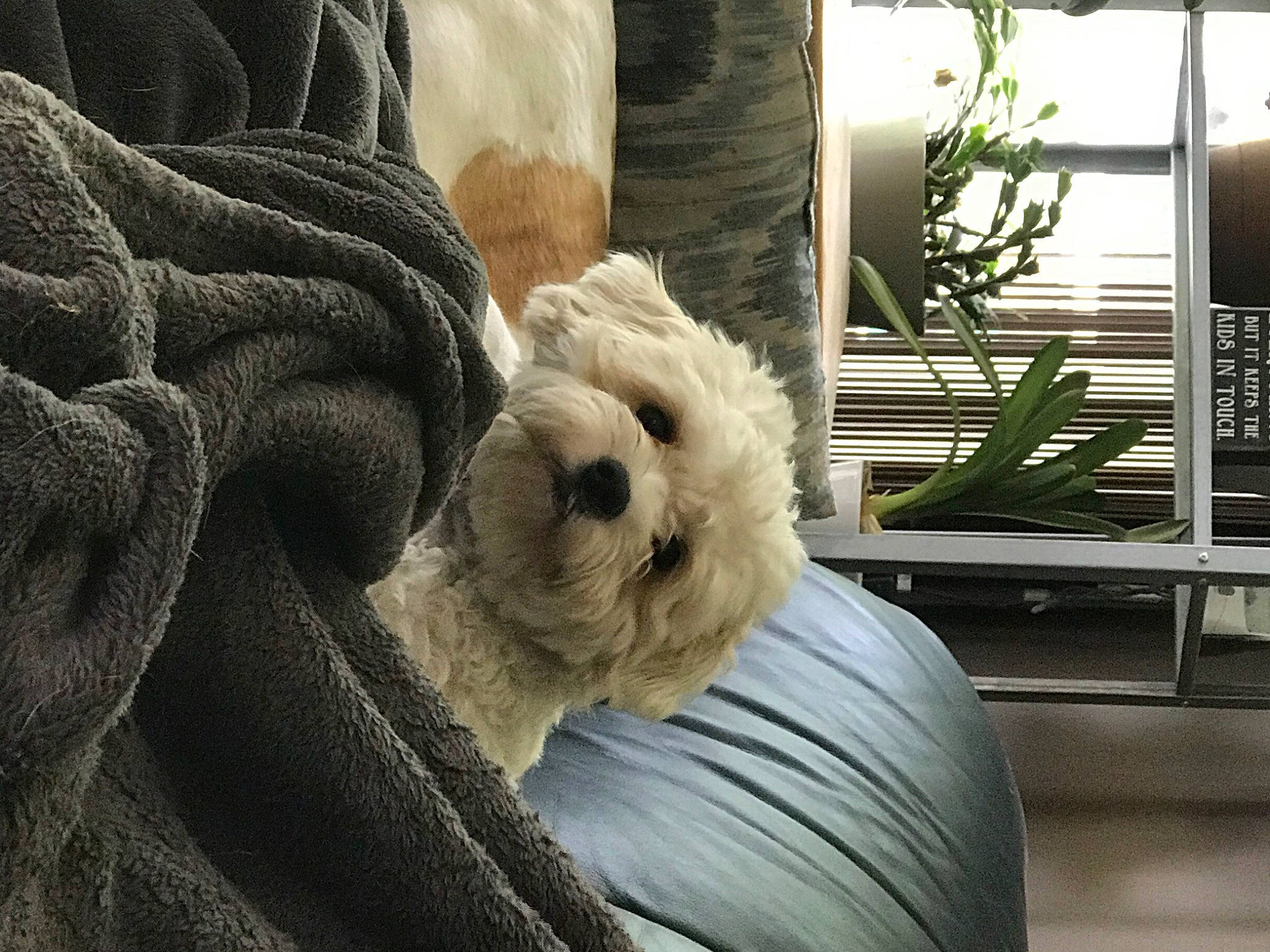 Cody is registered to the contest to win money with this photo: canidae, carnivore, comfort, companion_dog, dog, dog_breed, fawn, felidae, flowerpot, fur, grey, houseplant, linens, plant, snout, sporting_group, terrestrial_animal, toy_dog, whiskers, wrinkle