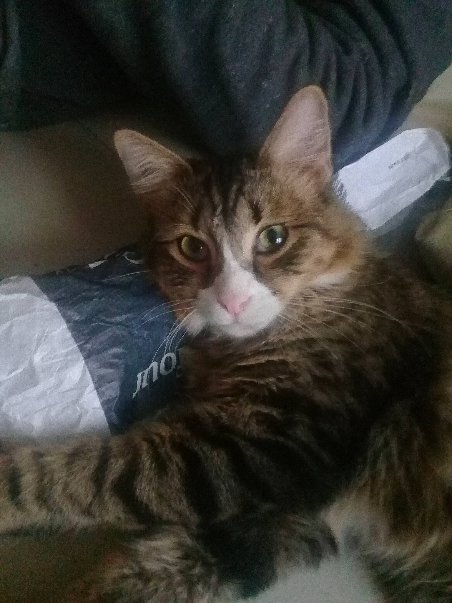 Zouzou a rejoint le concours — aidez-le/la à gagner de superbes lots ! asian, carnivore, cat, domestic_long_haired_cat, domestic_short_haired_cat, european_shorthair, felidae, fur, kitten, maine_coon, mammal, norwegian_forest_cat, small_to_medium_sized_cats, tabby_cat, vertebrate, whiskers