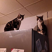 Leo Et Junior a rejoint le concours — aidez-le/la à gagner de superbes lots ! asian, box, cardboard, carnivore, cat, domestic_short_haired_cat, european_shorthair, felidae, kitten, small_to_medium_sized_cats, square, whiskers