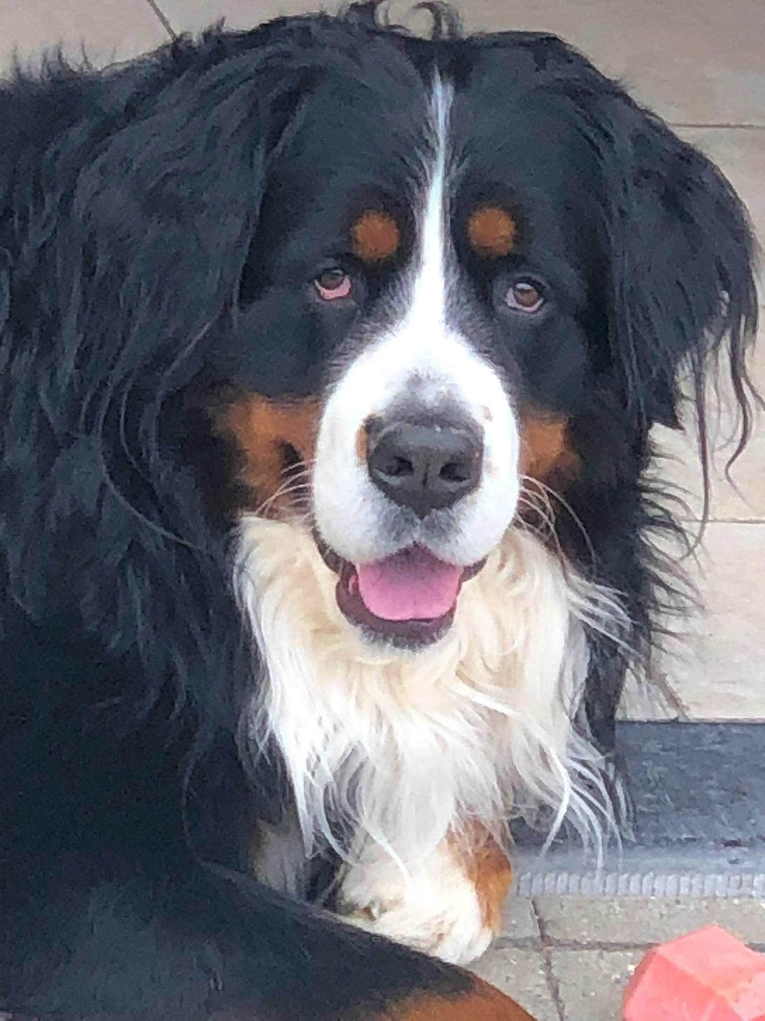 Mikado participe au concours pour gagner de l'argent avec cette photo : bernese_mountain_dog, carnivore, companion_dog, dog, dog_breed, fur, plastic_bag, smile, snout, sporting_group, staple_food, terrestrial_animal, whiskers, working_dog