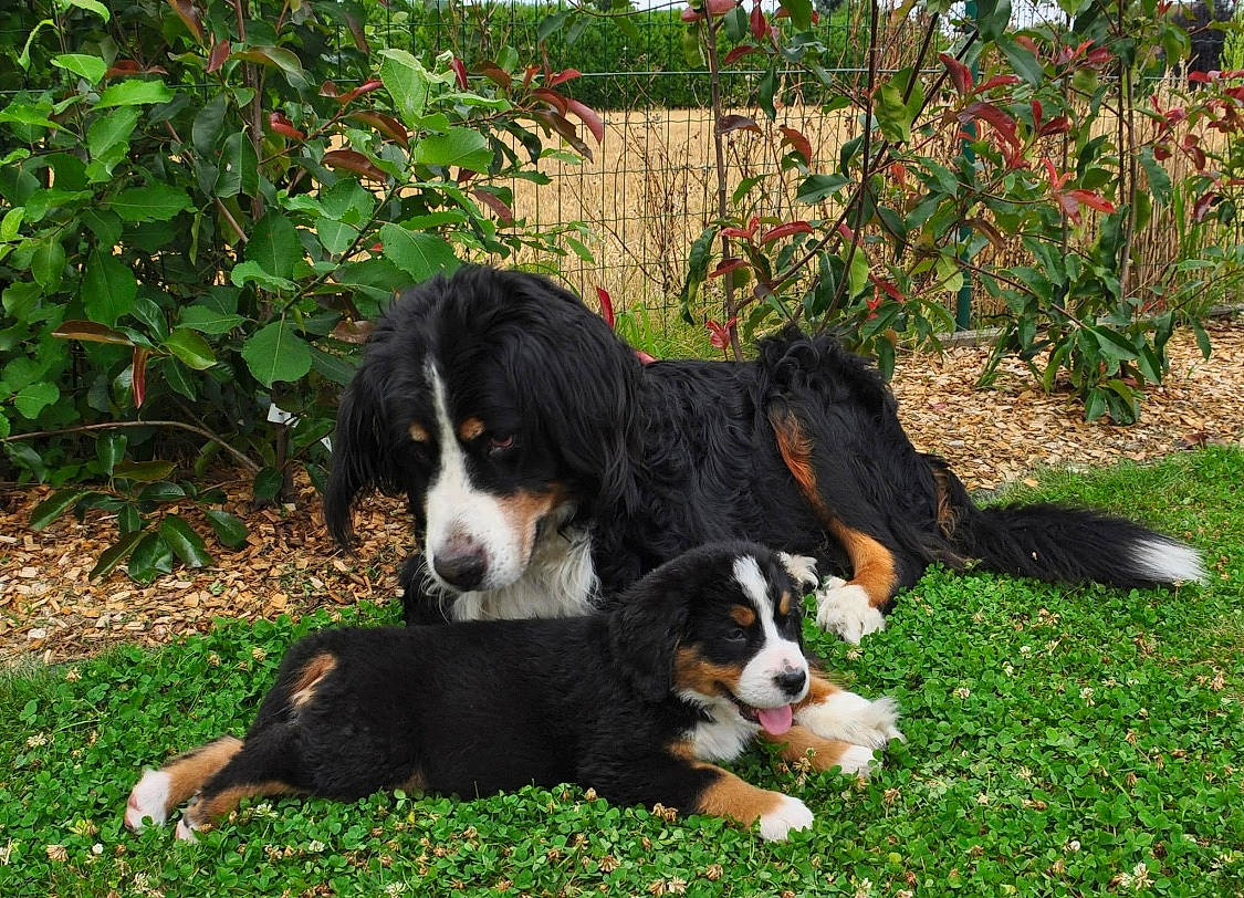 Mikado participe au concours pour gagner de l'argent avec cette photo : bernese_mountain_dog, canidae, carnivore, companion_dog, dog, dog_breed, grass, herding_dog, hunting_dog, plant, snout, sporting_group, terrestrial_animal, working_dog