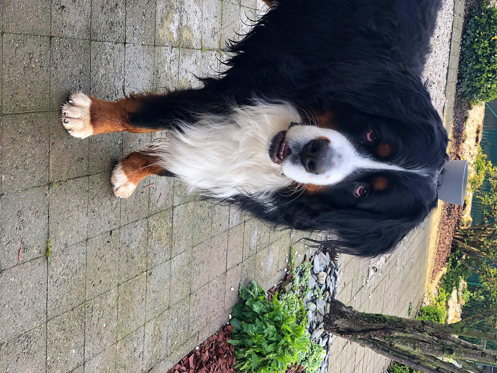 Mikado participe au concours pour gagner de l'argent avec cette photo : canidae, carnivore, companion_dog, dog, dog_breed, foot, fur, grass, herding_dog, plant, road_surface, shadow, snout, sporting_group, tail, tints_and_shades, tree, whiskers, window, working_animal