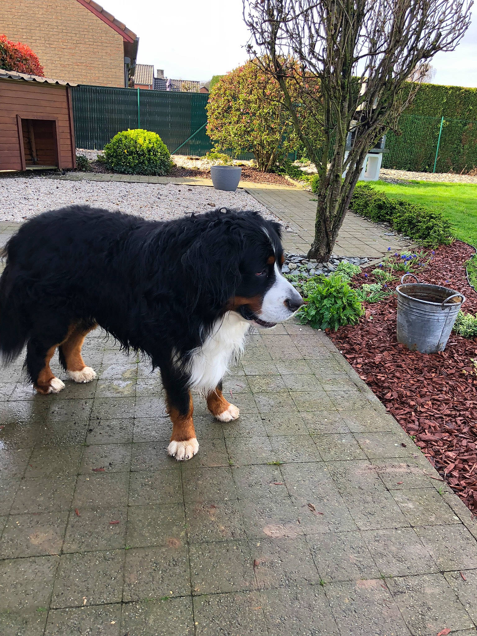 Mikado participe au concours pour gagner de l'argent avec cette photo : asphalt, building, canidae, carnivore, companion_dog, dog, dog_breed, flooring, grass, herding_dog, plant, road_surface, sidewalk, sky, snout, sporting_group, tail, tree, window, working_animal