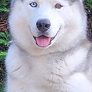 Snow a rejoint le concours — aidez-le/la à gagner de superbes lots ! husky, dog, siberian_husky, heterochromia, blue_eye, brown_eye, tongue_out, fluffy, fur, nose, paw, pet, portrait, close_up, outdoor, evergreen, smile, canine, white_fur, happy
