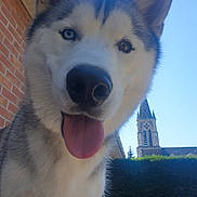 Snow participe au concours pour gagner de l'argent avec cette photo : animal, blue_eye, brick_wall, brown_eye, bushes, canine, church, close_up, daylight, dog, greenery, happy, heterochromia, husky, outdoor, pet, portrait, sky, tongue_out, tower