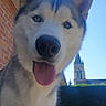 animal, blue_eye, brick_wall, brown_eye, bushes, canine, church, close_up, daylight, dog, greenery, happy, heterochromia, husky, outdoor, pet, portrait, sky, tongue_out, tower