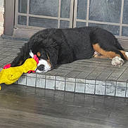 Stanley is registered to the contest to win money with this photo: puppy, dog, toy, rubber_chicken, sleeping, resting, tiled_floor, door, doorstep, black_fur, brown_fur, white_paw, indoor, pet, cute, animal, relaxed, laying_down, front_paws, nose