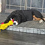 animal, black_fur, brown_fur, cute, dog, door, doorstep, front_paws, indoor, laying_down, nose, pet, puppy, relaxed, resting, rubber_chicken, sleeping, tiled_floor, toy, white_paw