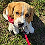 beagle, puppy, dog, grass, red_bandana, leash, outdoor, pet, animal, cute, young, sitting, sunlight, nature, adorable, closeup, ears, nose, fur, eyes