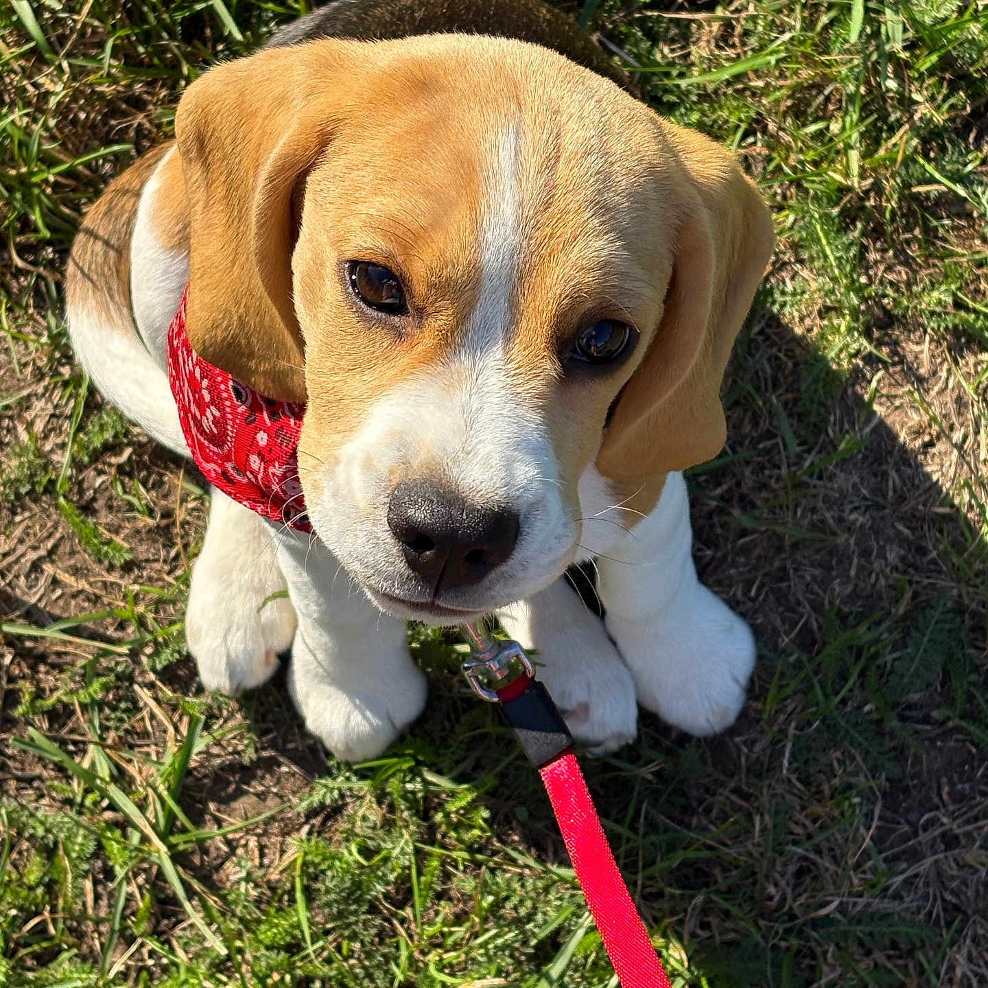 Aby a rejoint le concours — aidez-le/la à gagner de superbes lots ! adorable, animal, beagle, closeup, cute, dog, ears, eyes, fur, grass, leash, nature, nose, outdoor, pet, puppy, red_bandana, sitting, sunlight, young