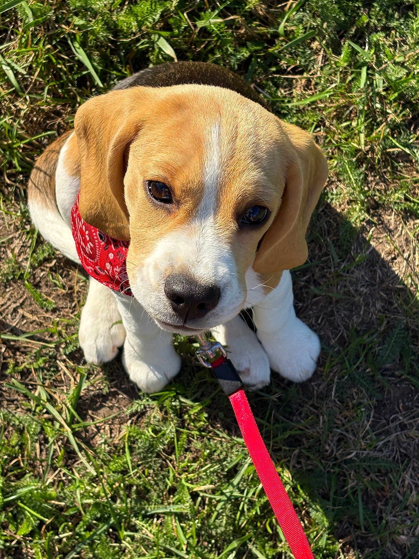 Aby a rejoint le concours — aidez-le/la à gagner de superbes lots ! beagle, puppy, dog, grass, red_bandana, leash, outdoor, pet, animal, cute, young, sitting, sunlight, nature, adorable, closeup, ears, nose, fur, eyes