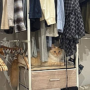 Nanami is registered to the contest to win money with this photo: cat, wardrobe, clothes, hanger, drawer, orange_cat, cream_cat, furniture, indoor, pet, resting, curious, shelf, fabric, striped_shirt, plaid_shirt, wood, home, cozy, hidden