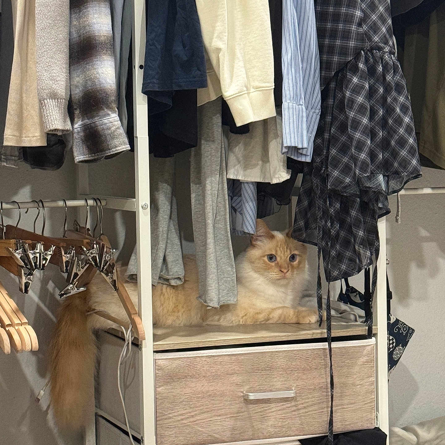 Nanami is registered to the contest to win money with this photo: cat, wardrobe, clothes, hanger, drawer, orange_cat, cream_cat, furniture, indoor, pet, resting, curious, shelf, fabric, striped_shirt, plaid_shirt, wood, home, cozy, hidden