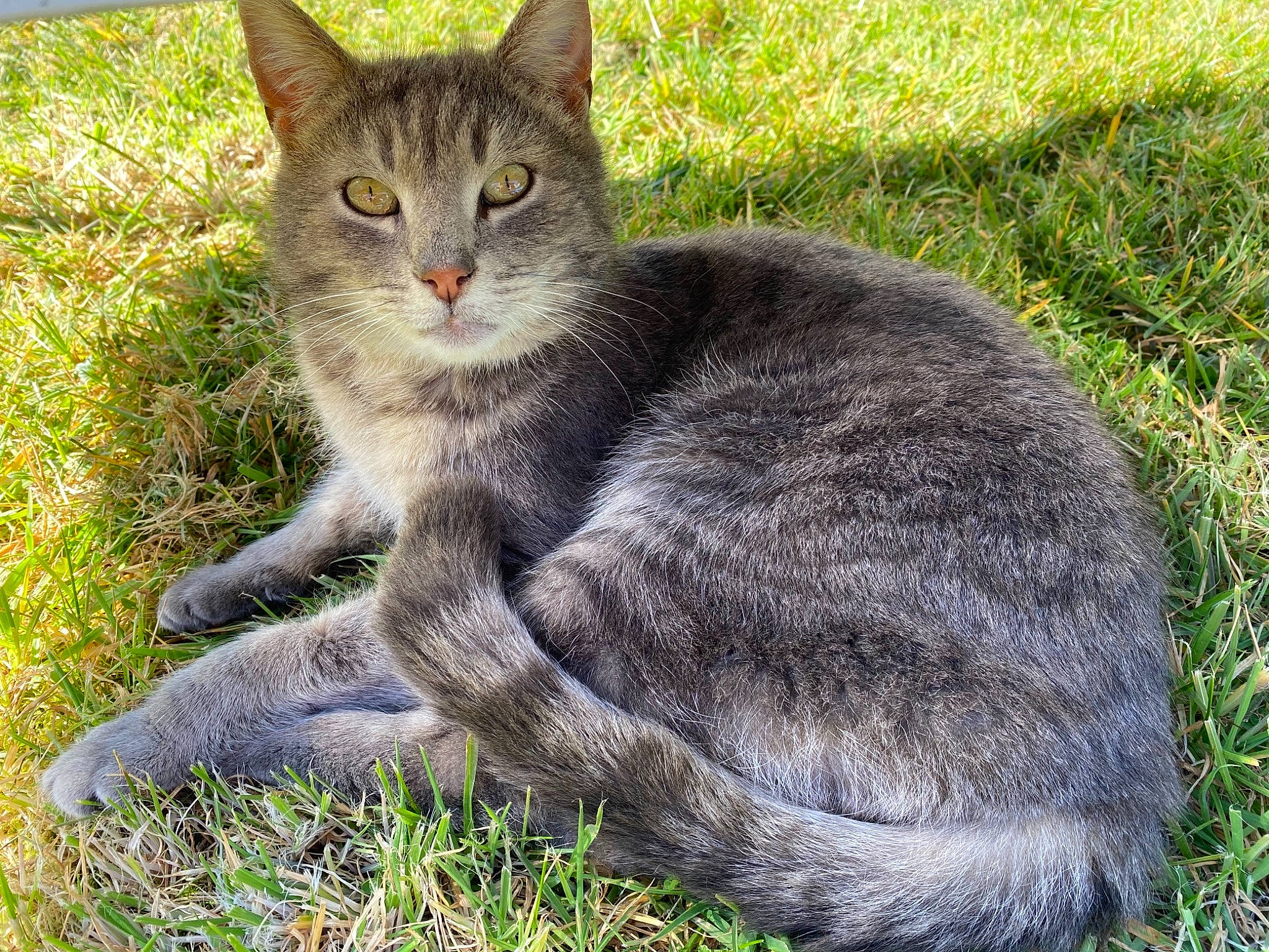 Sheba a rejoint le concours — aidez-le/la à gagner de superbes lots ! british_shorthair, carnivore, cat, chartreux, domestic_short_haired_cat, felidae, fur, grass, grass_family, grey, groundcover, korat, russian_blue, small_to_medium_sized_cats, snout, tail, terrestrial_animal, whiskers