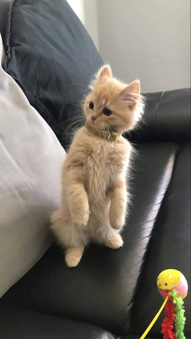 Eva is registered to the contest to win money with this photo: carnivore, cat, claw, comfort, companion_dog, domestic_short_haired_cat, fawn, felidae, fur, paw, small_to_medium_sized_cats, snout, sports_equipment, stuffed_toy, tail, tennis_ball, toy, whiskers, window, wood