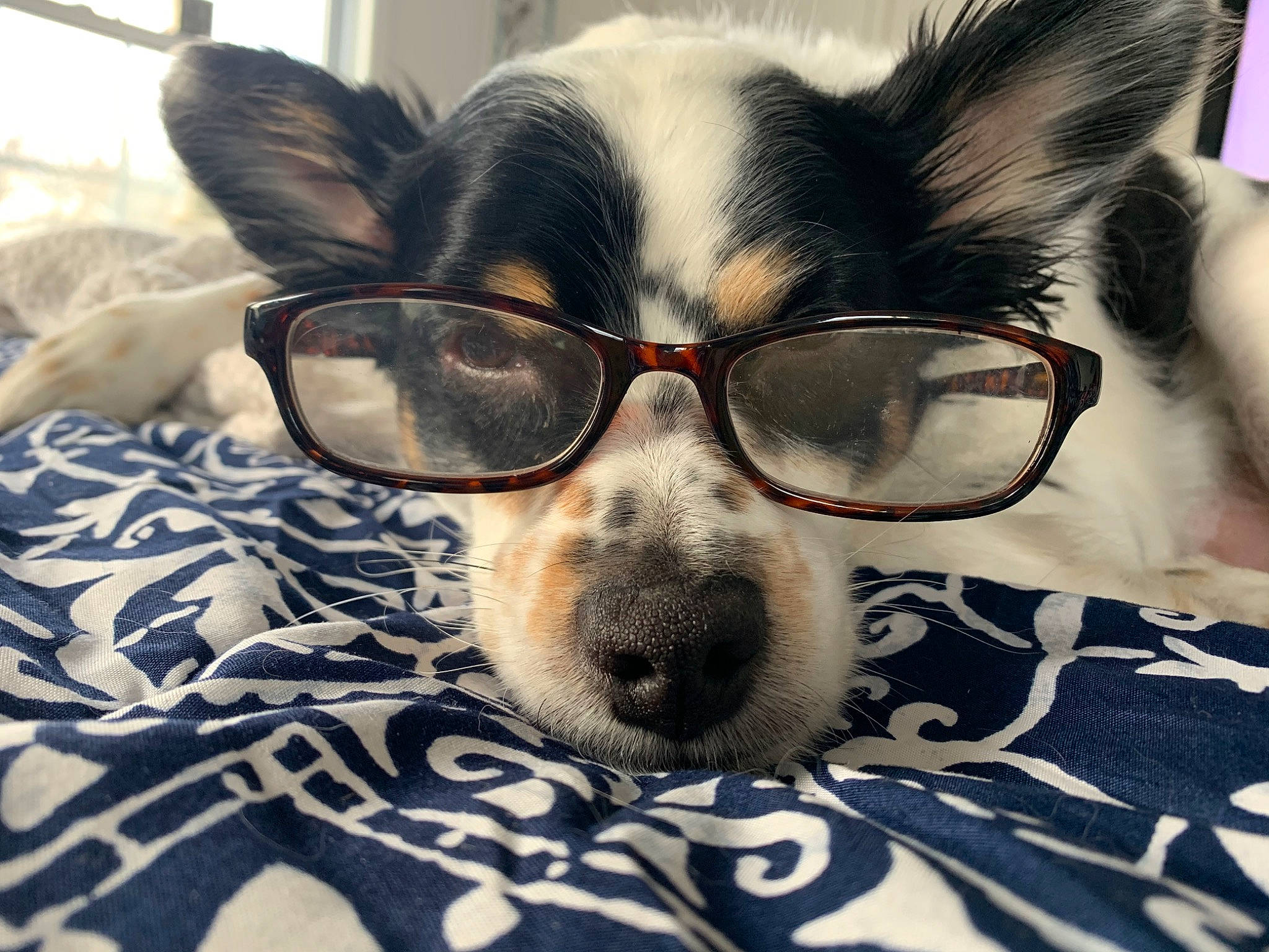 Milo is registered to the contest to win money with this photo: canidae, carnivore, companion_dog, cool, dog, dog_breed, ear, eye, eyewear, face, fur, glasses, head, nose, rat_terrier, sky, snout, sunglasses, vision_care, whiskers