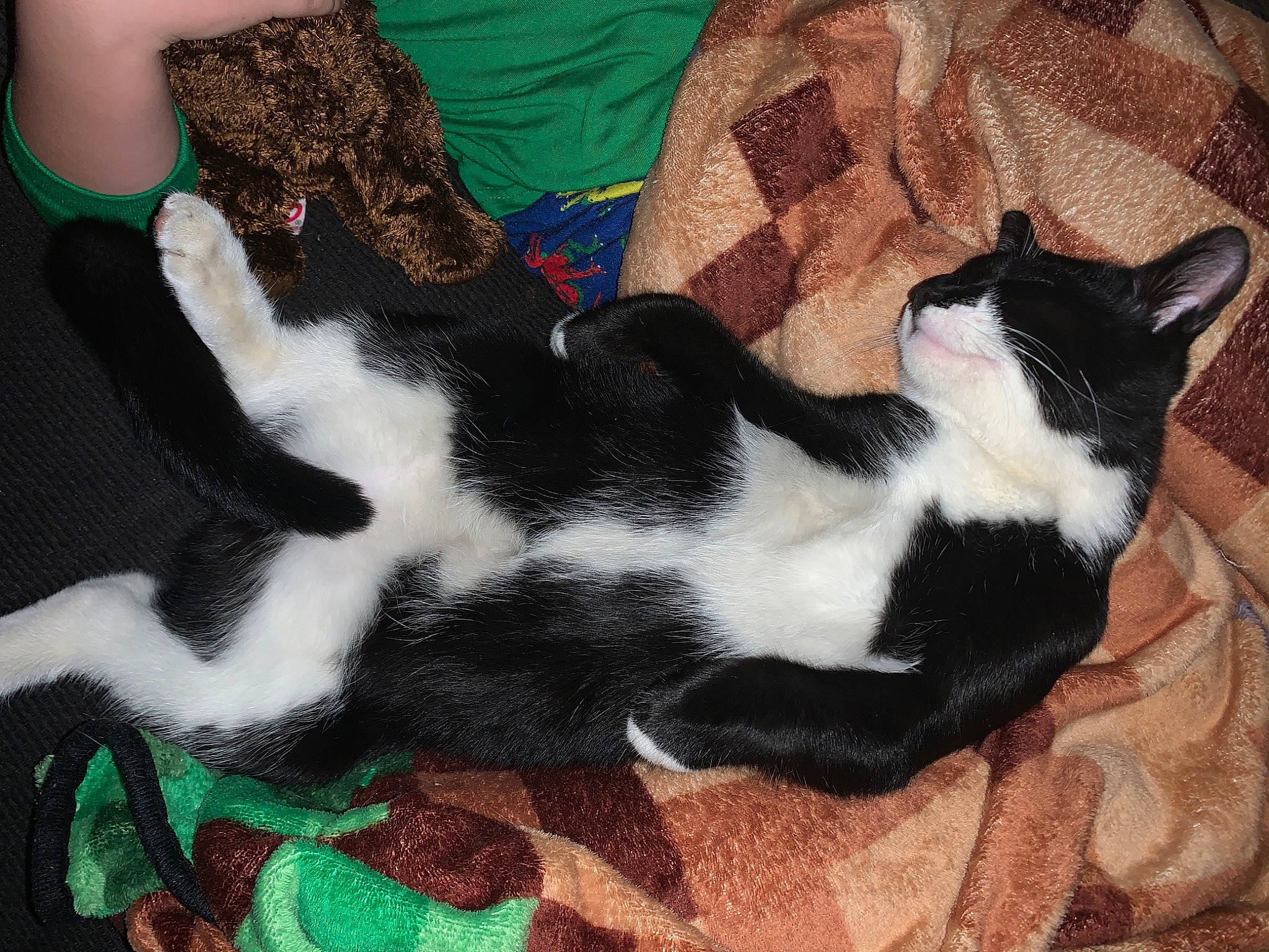 Wesley joined the competition — help win amazing prizes! american_wirehair, carnivore, cat, domestic_short_haired_cat, felidae, fur, kitten, paw, polydactyl_cat, small_to_medium_sized_cats, tail, whiskers