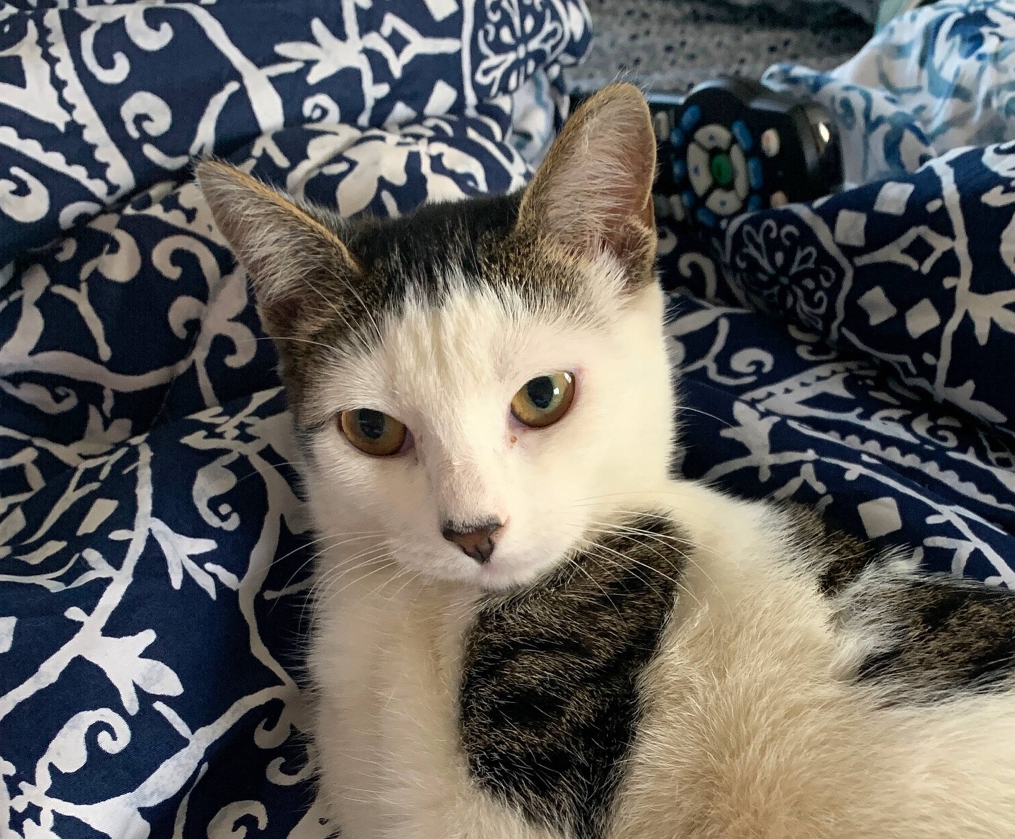 Buttercup is registered to the contest to win money with this photo: aegean_cat, american_wirehair, asian, black_and_white, carnivore, cat, domestic_short_haired_cat, european_shorthair, eye, felidae, fur, kitten, mammal, ojos_azules, paw, polydactyl_cat, small_to_medium_sized_cats, whiskers