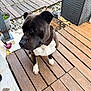 dog, pet, black_and_white, white_chest, wooden_deck, porch, paws, snout, sitting, close_up, brown_eyes, planks, planter, rocks, storage_box, grass, outdoor, attention, side_eye, companion