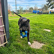 Djeyson participe au concours pour gagner de l'argent avec cette photo : dog, black_dog, grass, backyard, blue_toy, rubber_toy, playing, pet, paw, muzzle, path, lawn, fence, gate, blue_car, tree, sky, outdoor, porch, entrance