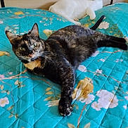Nina participe au concours pour gagner de l'argent avec cette photo : cat, cats, tortoiseshell_cat, white_cat, pet, feline, animal, lying_down, lounging, bed, bedspread, floral_pattern, turquoise, indoor, bedroom, relaxed, long_tail, whiskers, ears, portrait