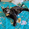 animal, bed, bedroom, bedspread, cat, cats, ears, feline, floral_pattern, indoor, long_tail, lounging, lying_down, pet, portrait, relaxed, tortoiseshell_cat, turquoise, whiskers, white_cat