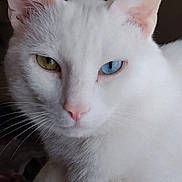 Snow participe au concours pour gagner de l'argent avec cette photo : cat, white_cat, heterochromia, yellow_eye, blue_eye, pet, feline, animal, cute, domestic_cat, fur, whiskers, indoor, resting, soft, closeup, portrait, face, ears, relaxed