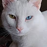 cat, white_cat, heterochromia, yellow_eye, blue_eye, pet, feline, animal, cute, domestic_cat, fur, whiskers, indoor, resting, soft, closeup, portrait, face, ears, relaxed