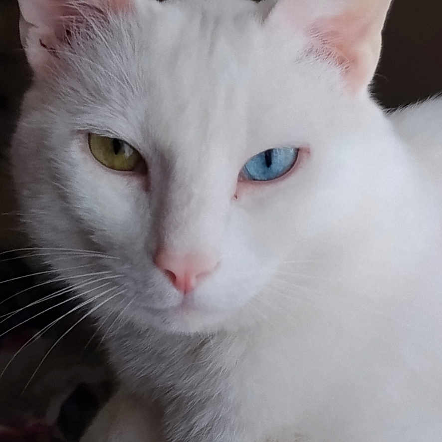 Snow participe au concours pour gagner de l'argent avec cette photo : cat, white_cat, heterochromia, yellow_eye, blue_eye, pet, feline, animal, cute, domestic_cat, fur, whiskers, indoor, resting, soft, closeup, portrait, face, ears, relaxed